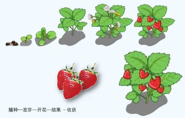 【防疫科普】如何利用園藝療法保持復工后身心健康？