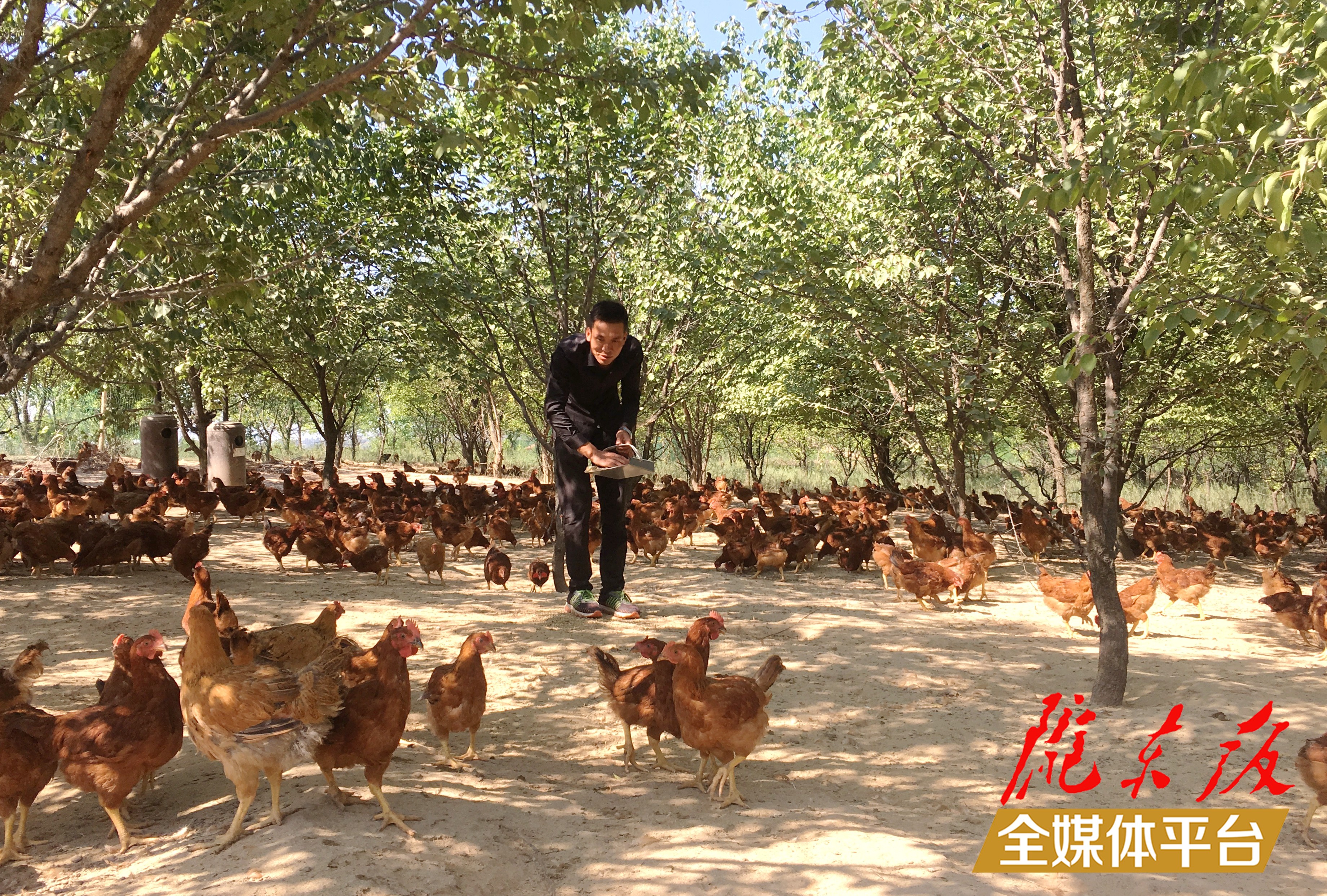 林下生態(tài)雞養(yǎng)殖。 盤小美 攝