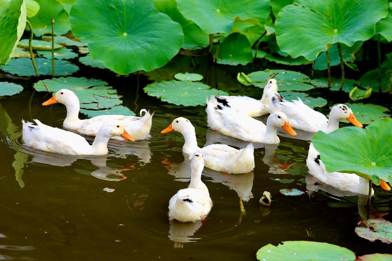 甘肅慶陽(yáng)： 黃土高坡遇荷花，蓮開(kāi)夏日香四溢